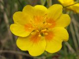 Potentilla aurea