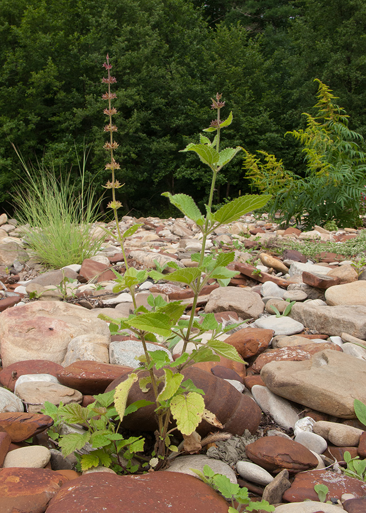 Изображение особи Stachys sylvatica.