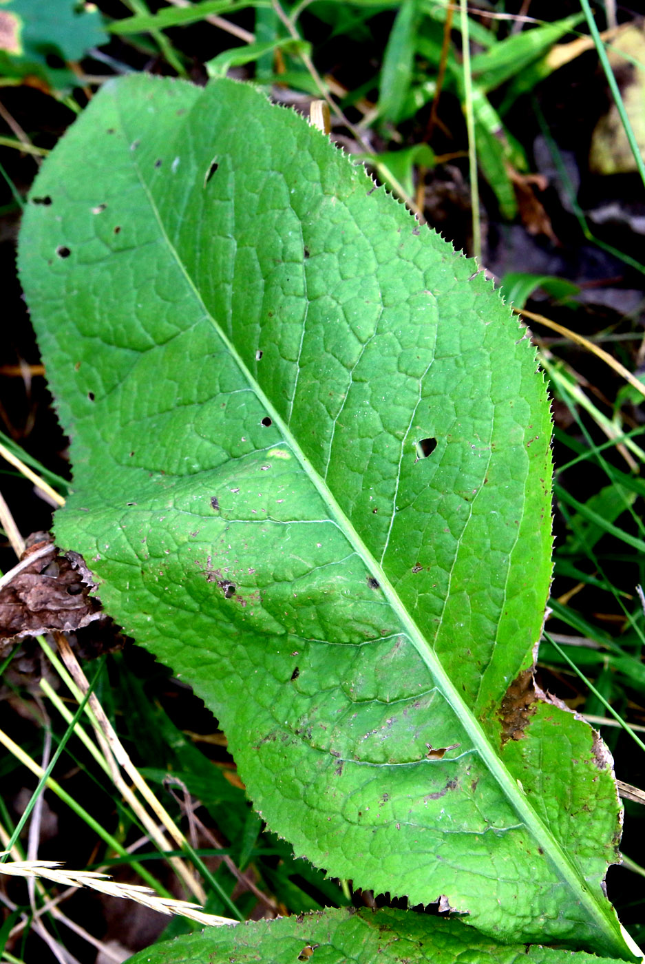 Изображение особи Serratula tinctoria.