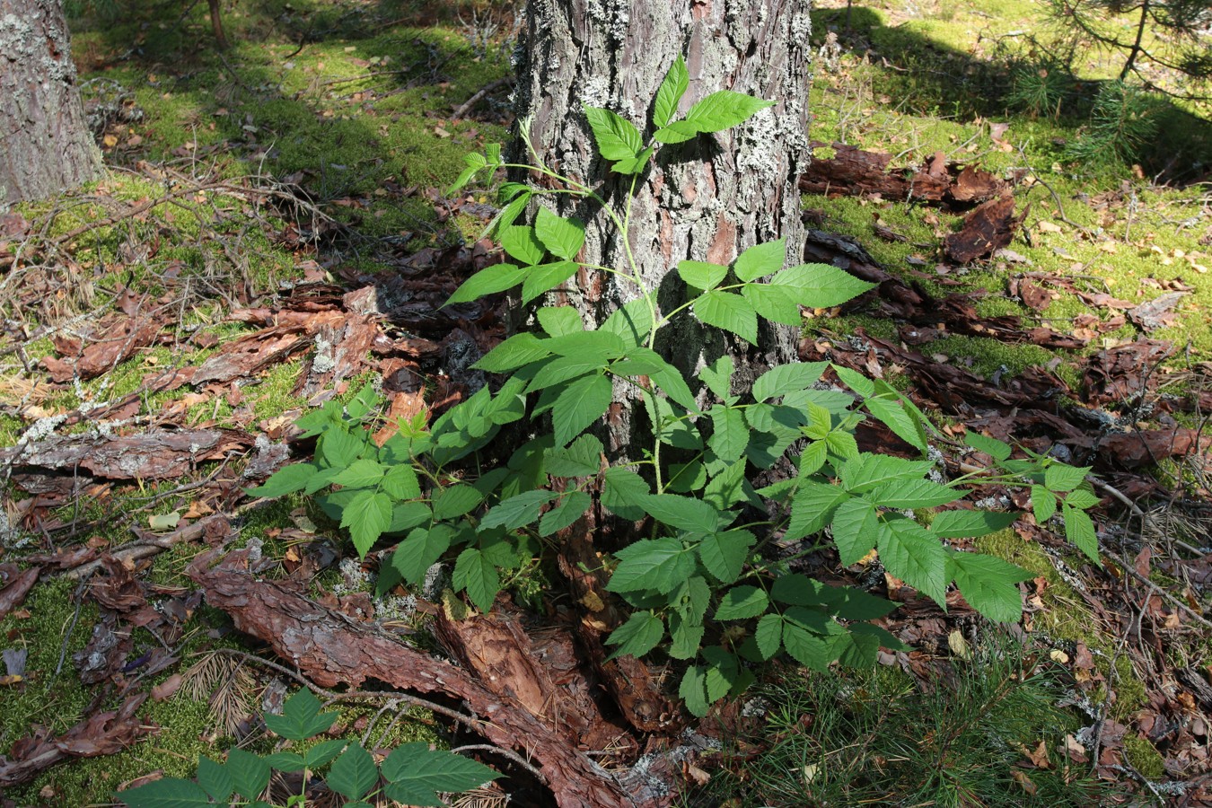 Image of Rubus idaeus specimen.