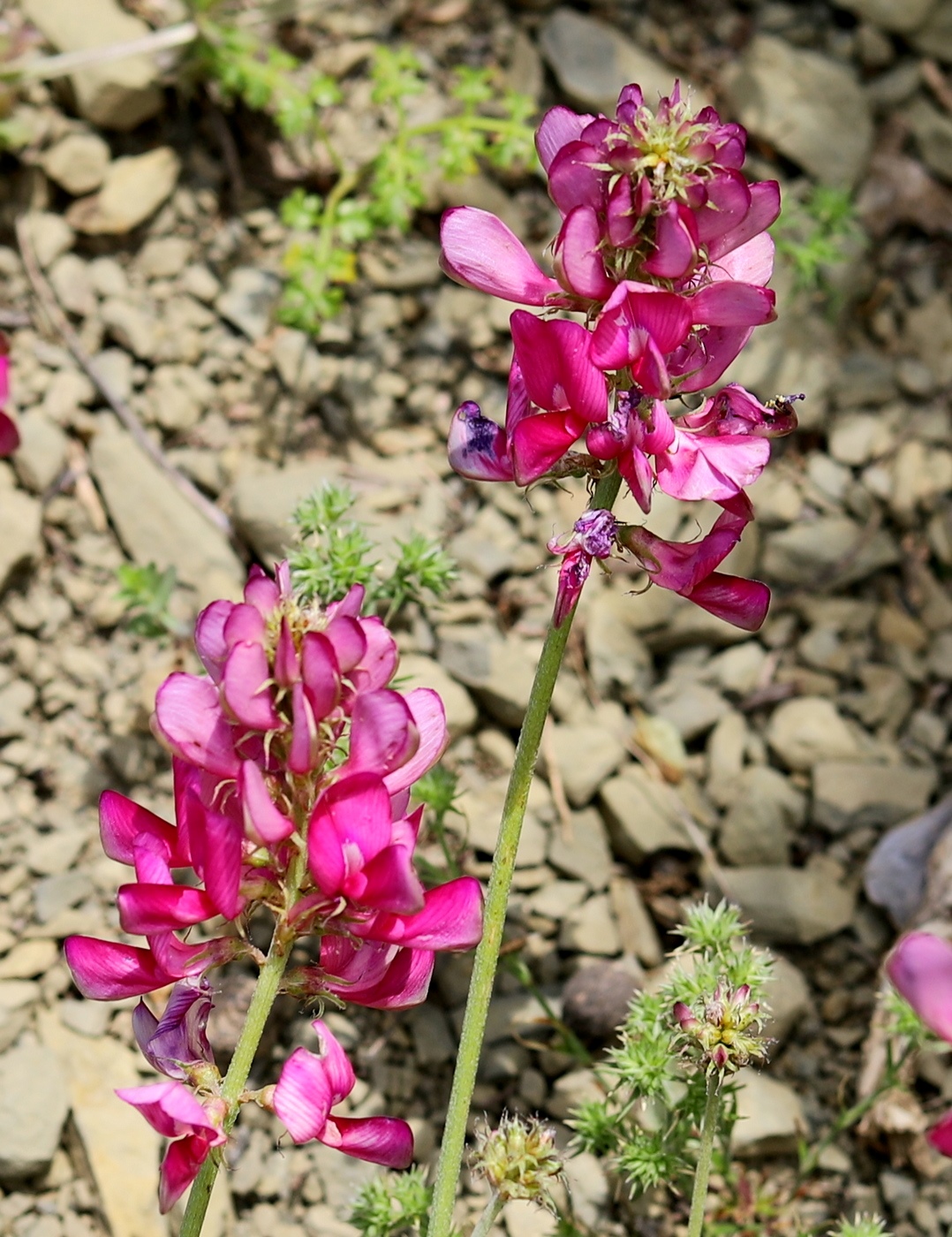 Image of Hedysarum kopetdaghi specimen.