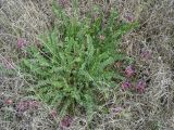 Astragalus monspessulanus