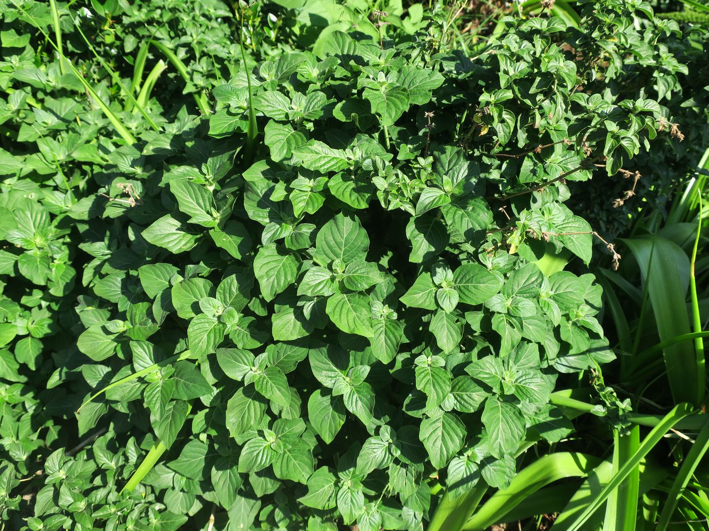 Изображение особи Ocimum basilicum.