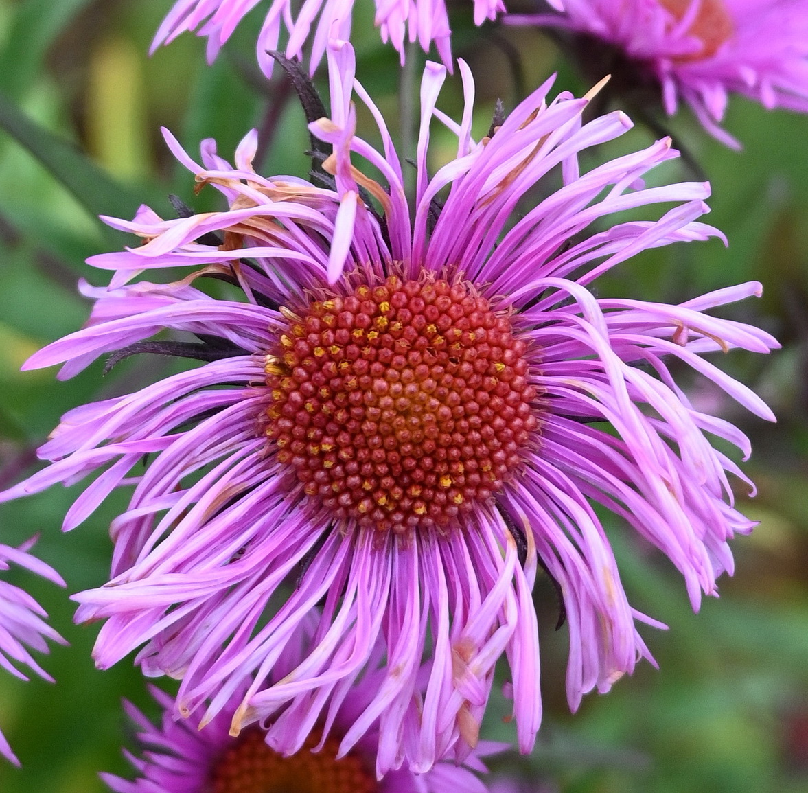 Image of Symphyotrichum novae-angliae specimen.