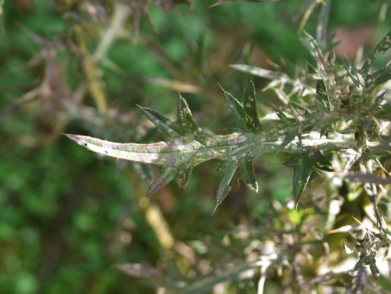 Image of genus Cirsium specimen.