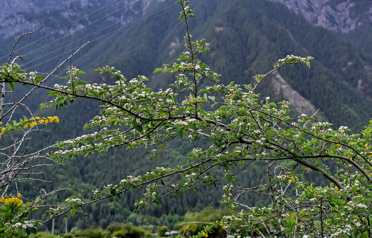 Изображение особи Cotoneaster multiflorus.