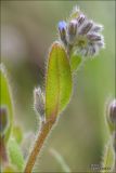 Myosotis micrantha