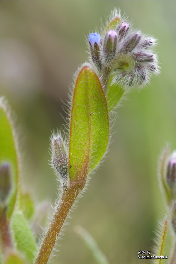 Image of Myosotis micrantha specimen.