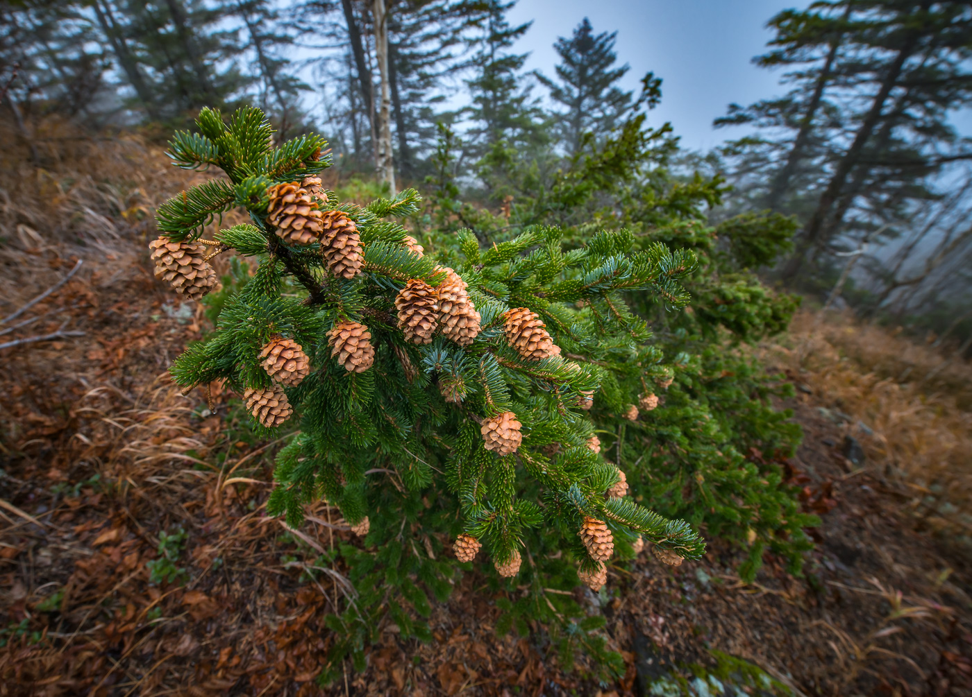 Image of Picea ajanensis specimen.