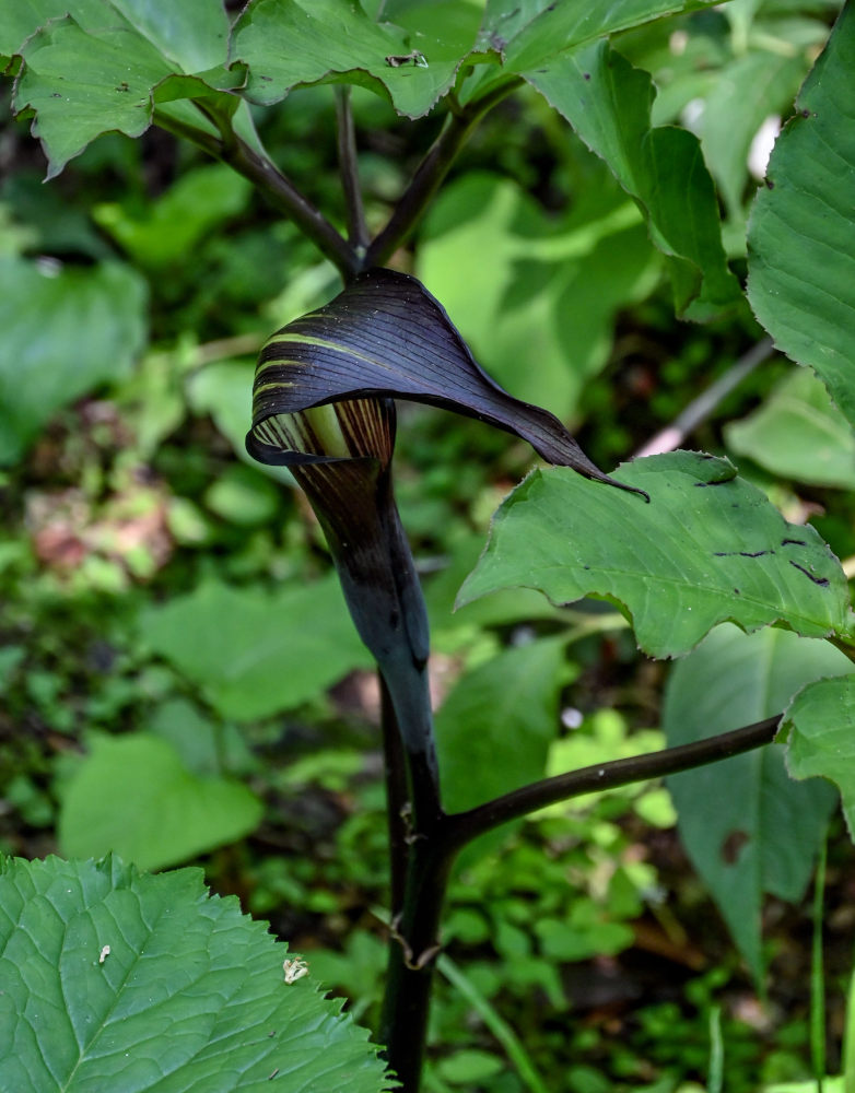 Изображение особи Arisaema bockii.