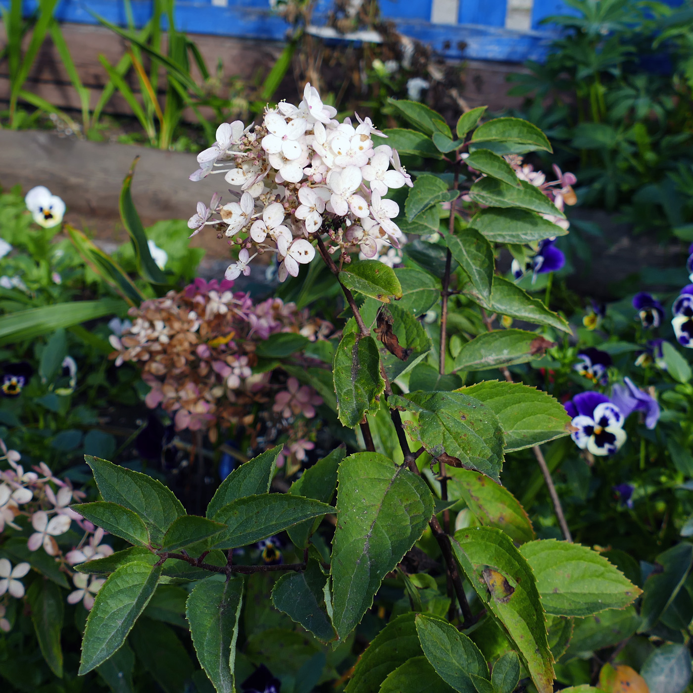 Image of Hydrangea paniculata specimen.