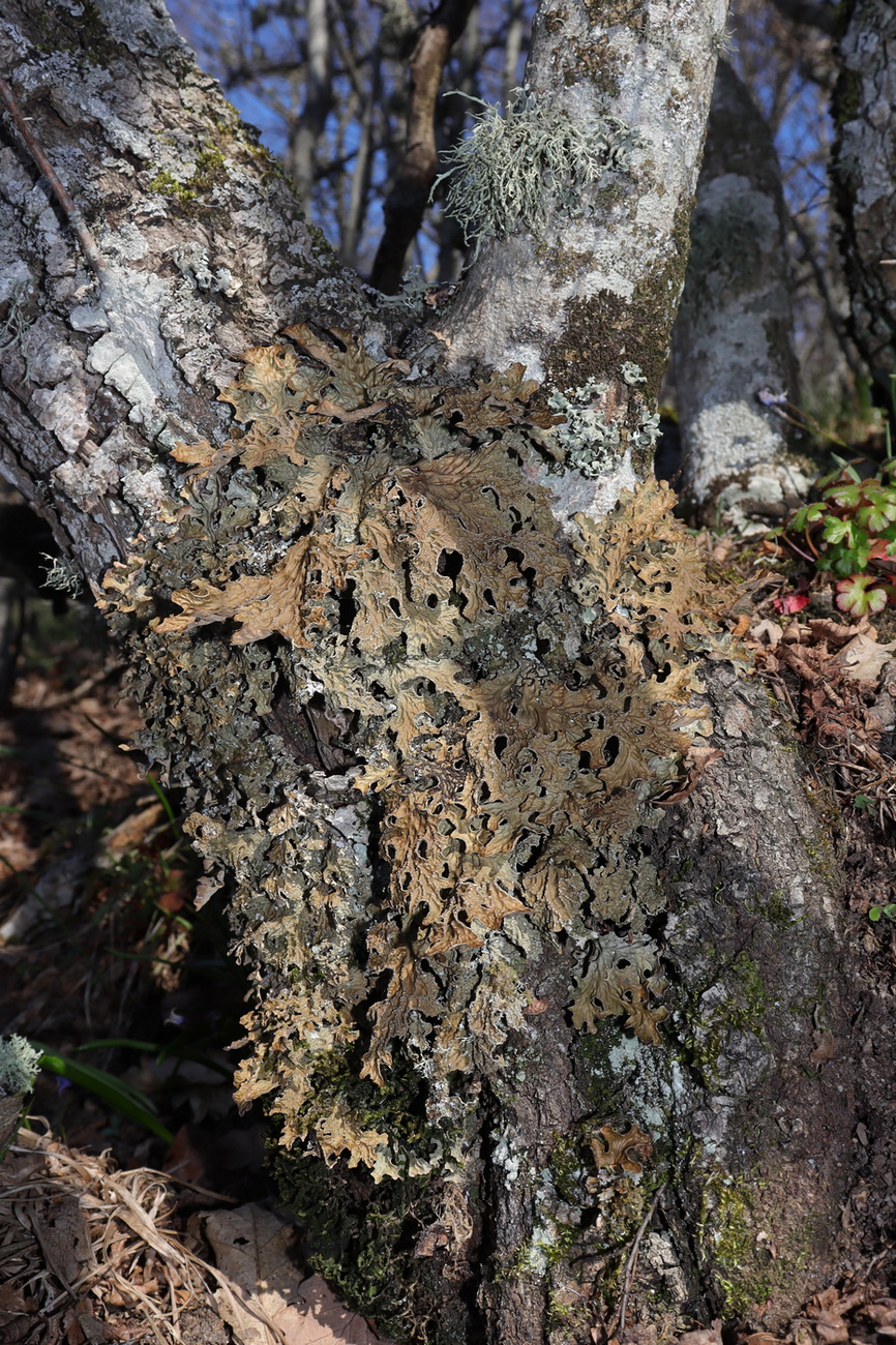 Image of Lobaria pulmonaria specimen.