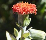 Kleinia fulgens. Соцветие. Республика Кипр, г. Лимасол, в культуре. 12.04.2026.