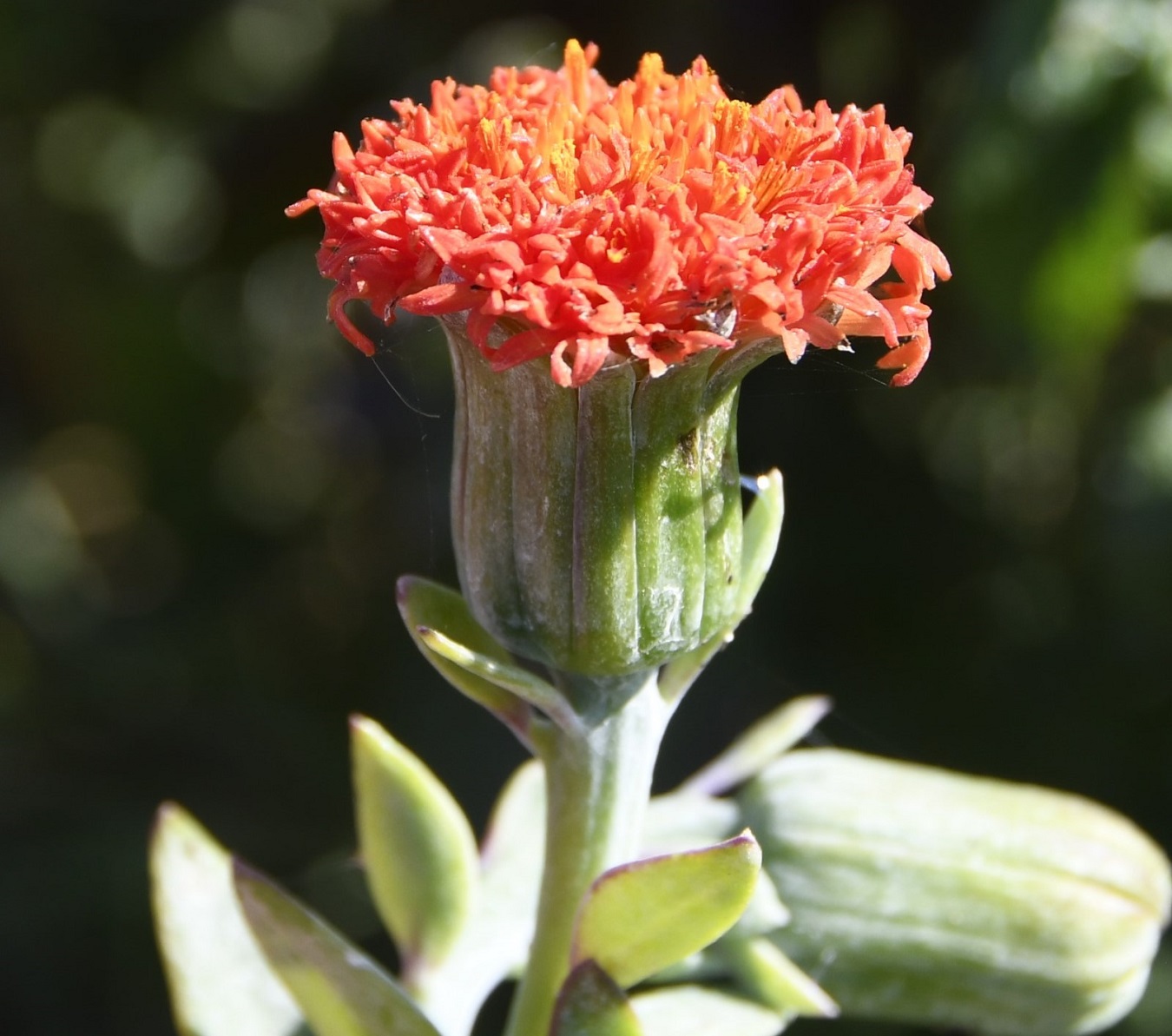 Image of Kleinia fulgens specimen.