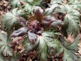 familia Ranunculaceae