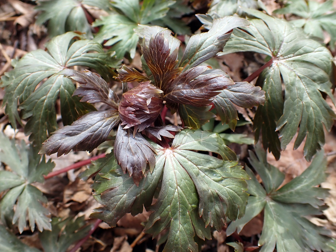 Image of familia Ranunculaceae specimen.