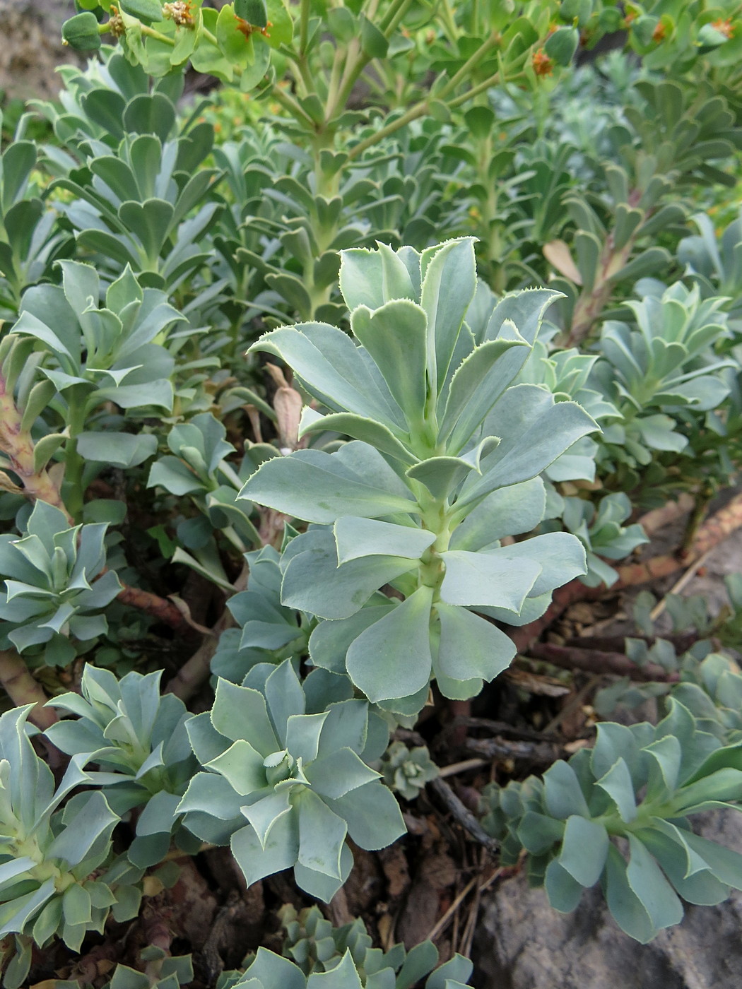 Image of Euphorbia spinidens specimen.