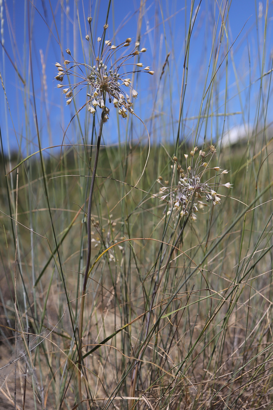 Image of Allium paczoskianum specimen.