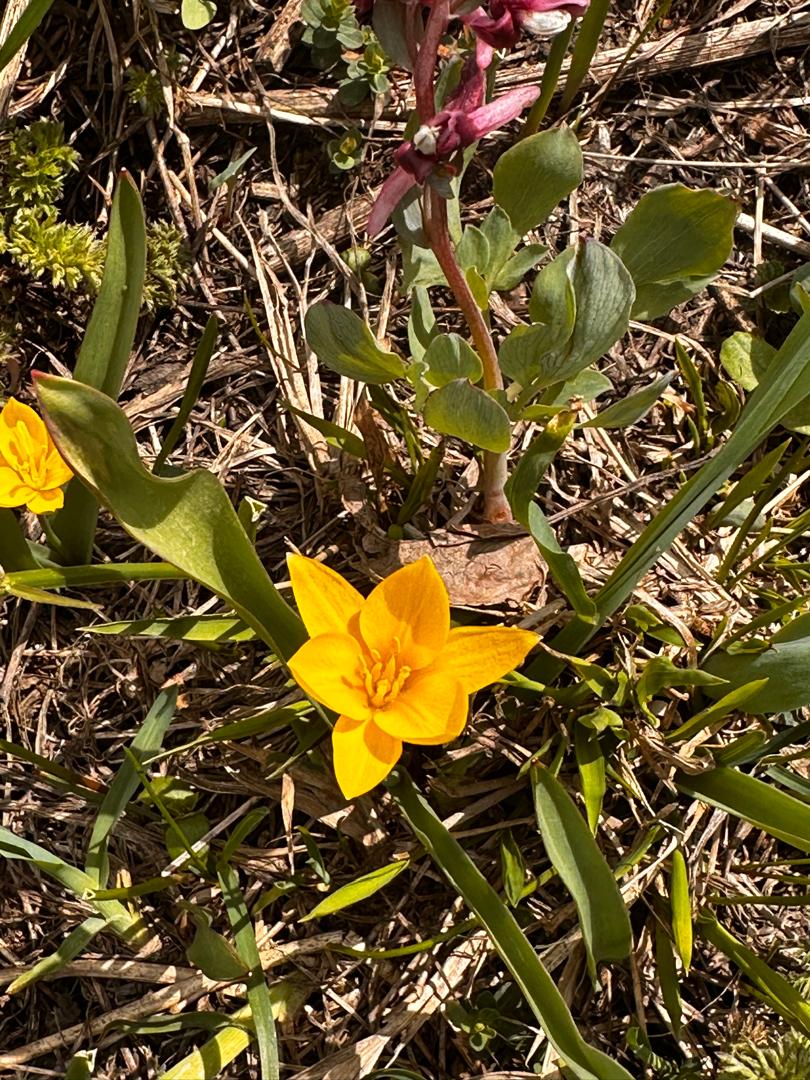Image of Tulipa neustruevae specimen.