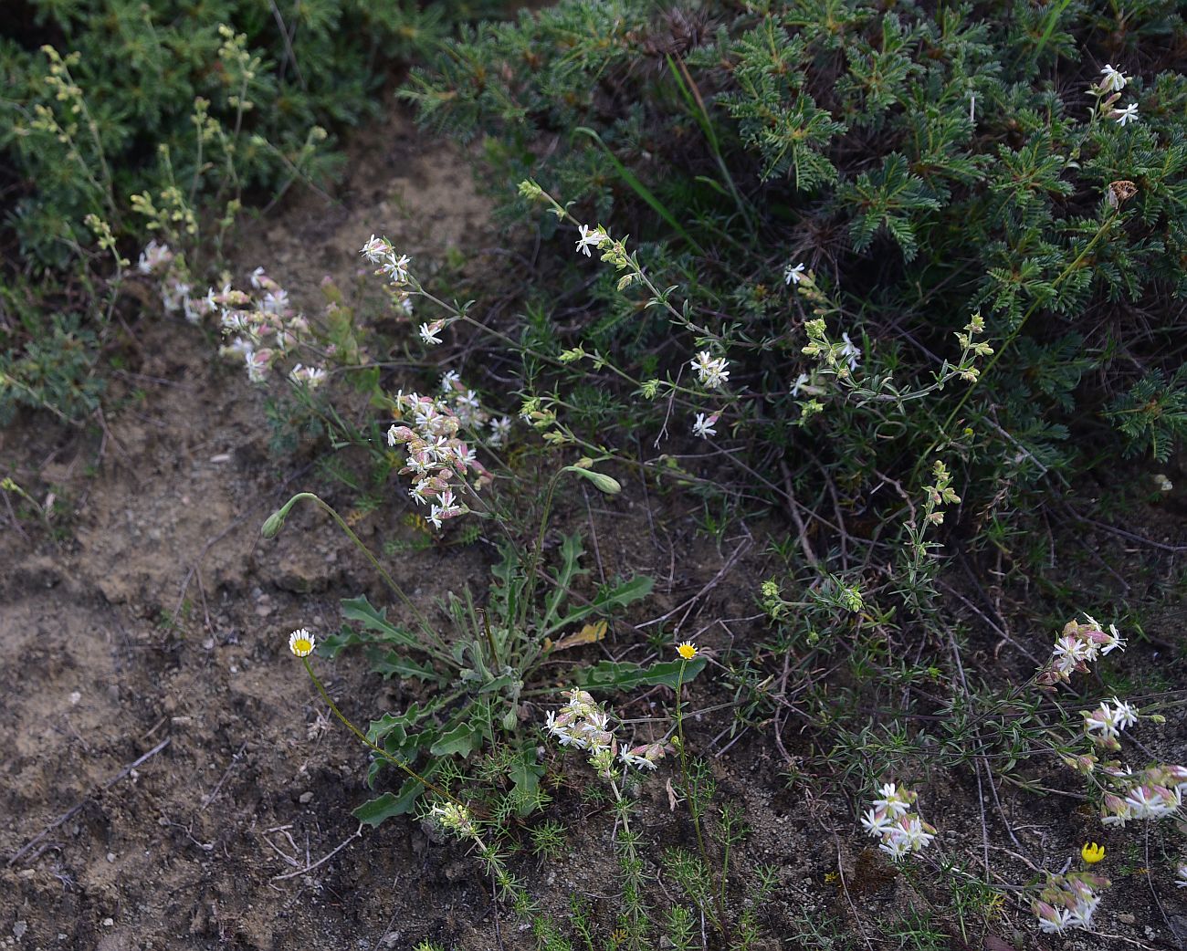 Image of Unknown species specimen.