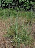 Foeniculum vulgare. Вегетирующее растение. Португалия, округ Бежа, дол. р. Рибейра-ду-Торгал, опушка лиственного леса. 04.06.2026.