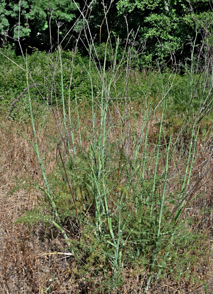Изображение особи Foeniculum vulgare.
