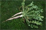 Raphanus raphanistroides. Извлечённые из почвы растения с корнеплодами товарной зрелости. Московская обл., Раменский р-н, окр. дер. Хрипань, садовый участок. 09.08.2026.