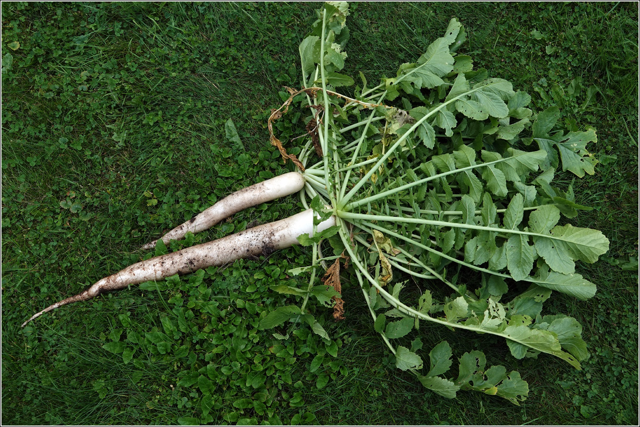 Изображение особи Raphanus raphanistroides.