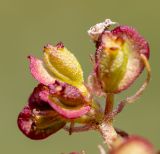Patrinia sibirica. Часть соплодия. Хабаровский край, р-н имени Лазо, массив горы Ко, выс. ≈ 1865 м н.у.м., каменистая горная тундра. 02.08.2026.