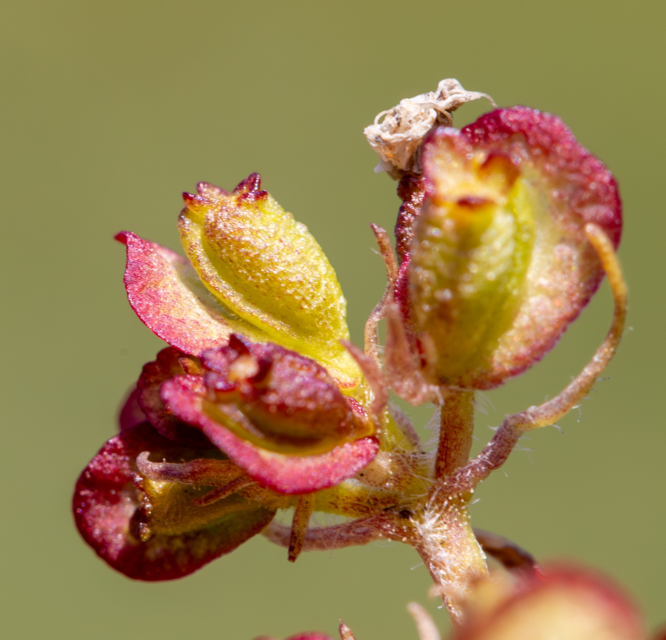 Image of Patrinia sibirica specimen.