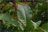 Inula helenium. Лист. Московская обл., Раменский р-н, окр. дер. Хрипань, садовый участок. 21.07.2026.