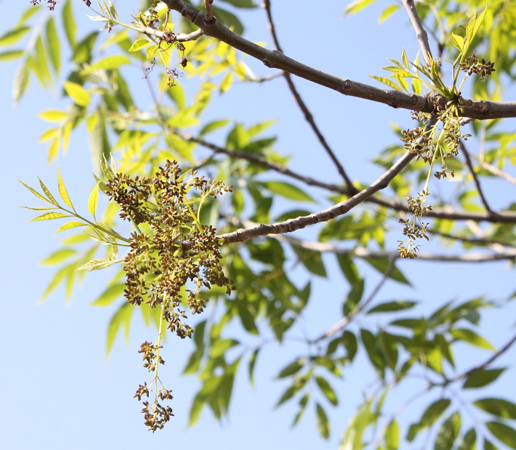 Изображение особи род Fraxinus.