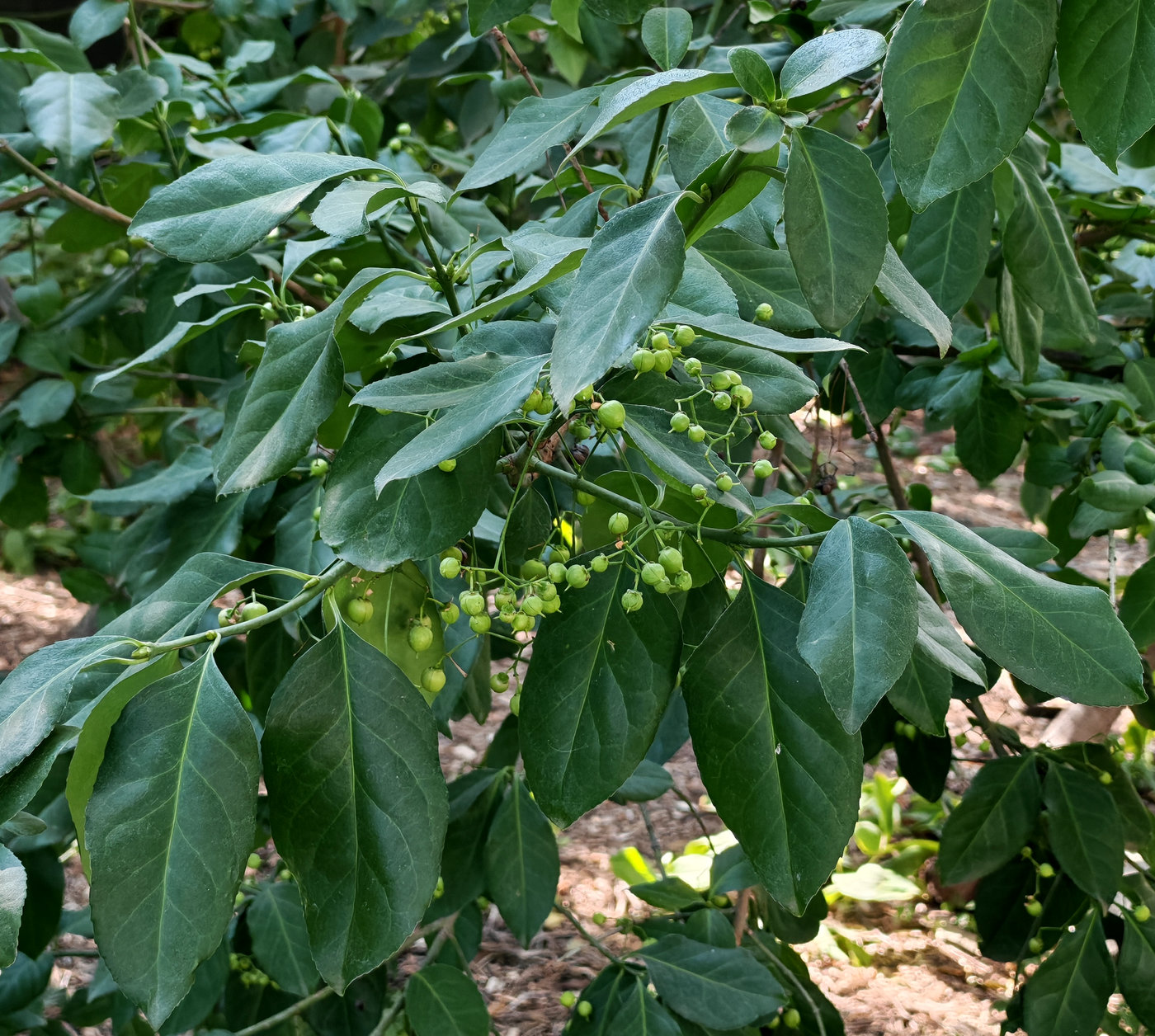 Изображение особи род Euonymus.