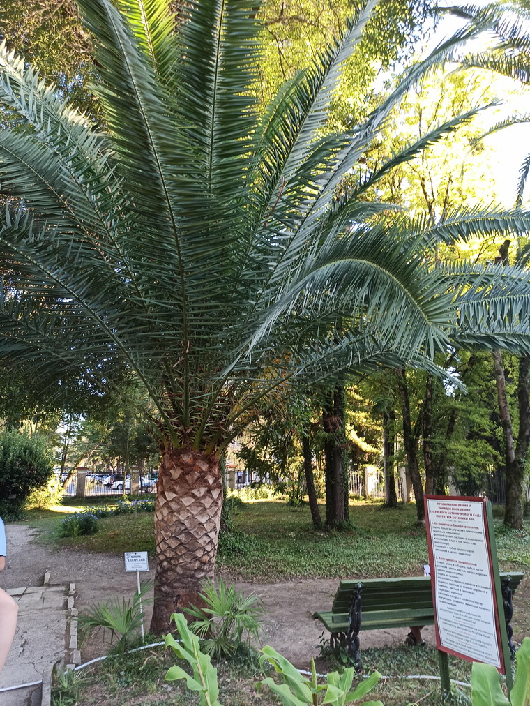 Image of Phoenix canariensis specimen.