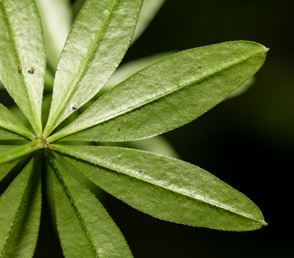 Изображение особи Galium odoratum.