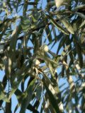 Elaeagnus angustifolia. Часть ветви с созревающими плодами. Республика Молдова, муниципалитет Кишинёв, г. Кодру, обочина грунтовой дороги. 22 августа 2026 г.