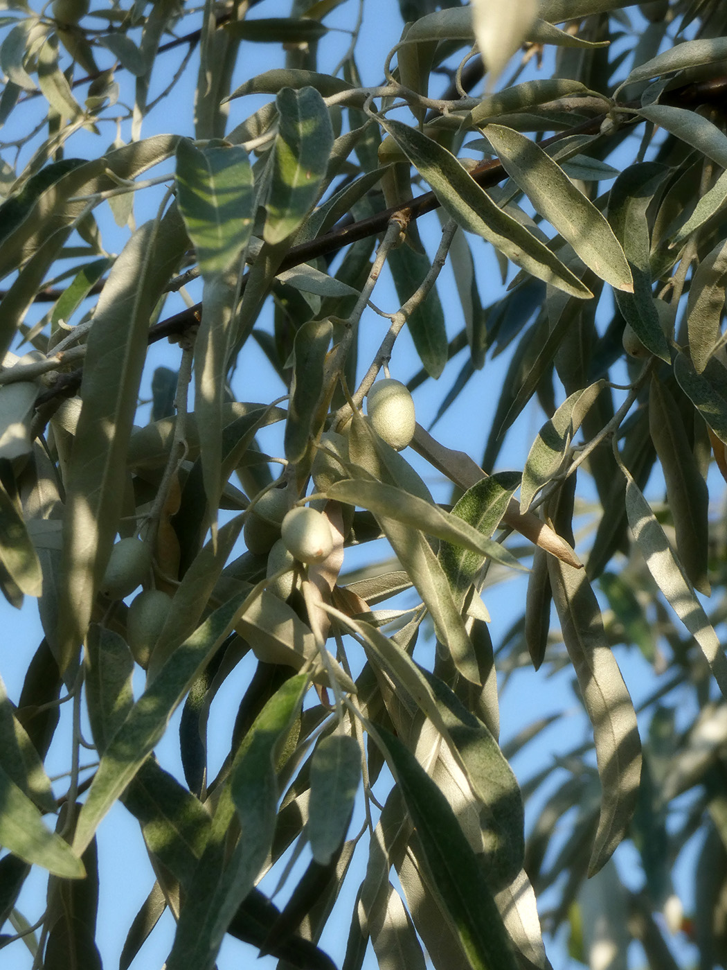 Image of Elaeagnus angustifolia specimen.
