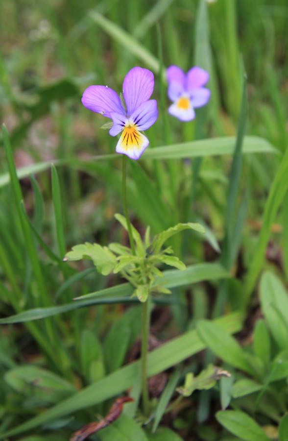 Изображение особи Viola × contempta.