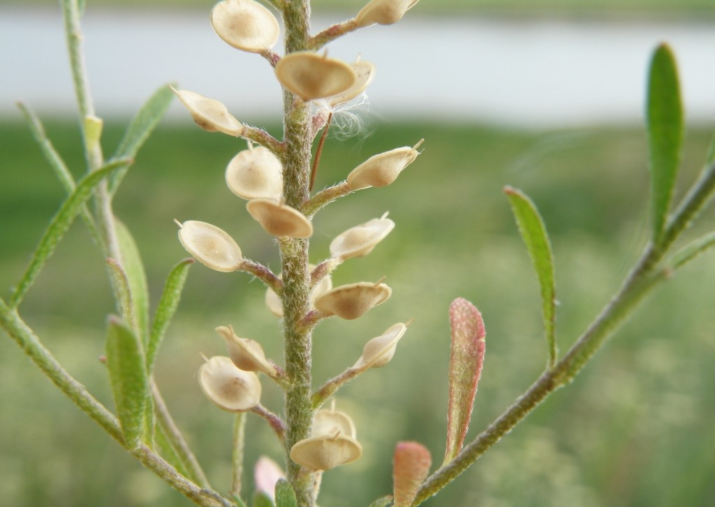 Image of Alyssum turkestanicum var. desertorum specimen.