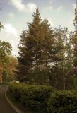 Picea glauca. Взрослое дерево. Владивосток, ботанический сад-институт ДВО РАН. 6 июня 2011 г.