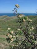 Crataegus pojarkovae. Ветвь с цветками. ЮВ Крым, окр. пос. Коктебель, хр. Кучук-Янышар. 8 июня 2011 г.