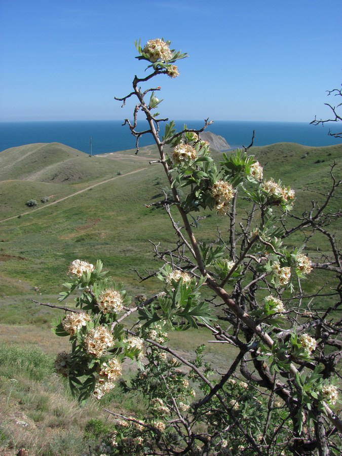 Image of Crataegus pojarkovae specimen.