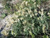 Astragalus albicaulis