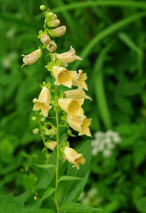 Изображение особи Digitalis ciliata.