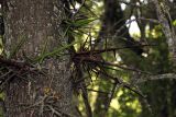 Gleditsia triacanthos