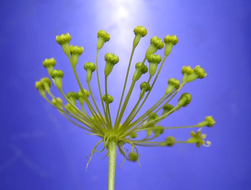 Изображение особи Peucedanum morisonii.