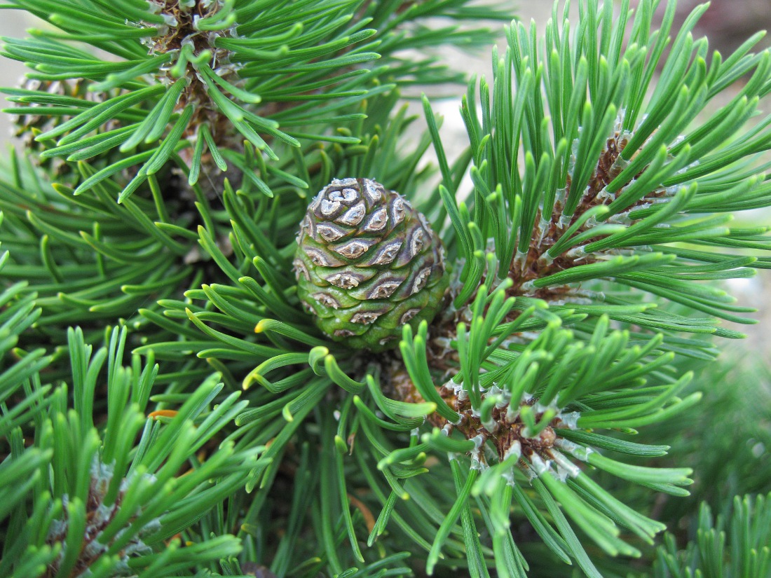 Изображение особи Pinus mugo.