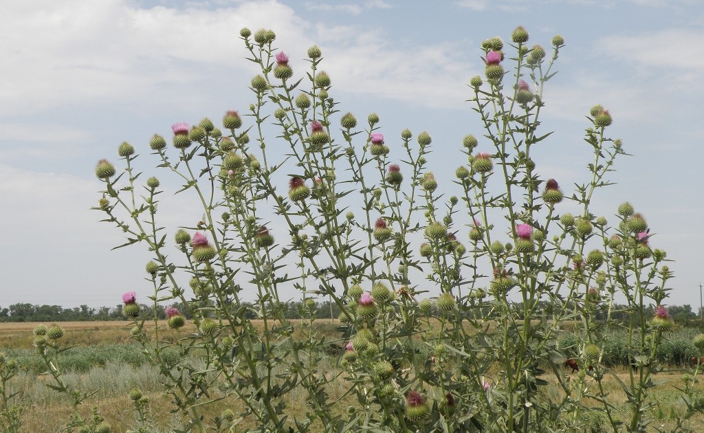 Изображение особи Cirsium serrulatum.