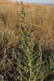 Salsola laricina. Веточка. ЮВ Крым, окр. пос. Орджоникидзе, гора Джан-Куторан. 27 июля 2011 г.