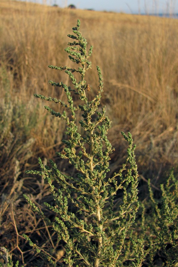 Image of Salsola laricina specimen.